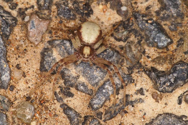 Philodromus_aureolus_D4890_Z_89_Les Gris_Frankrijk.jpg